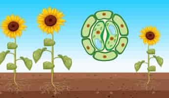 Free vector sunflower with open stomata vector