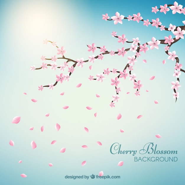 Sunny cherry blossom background