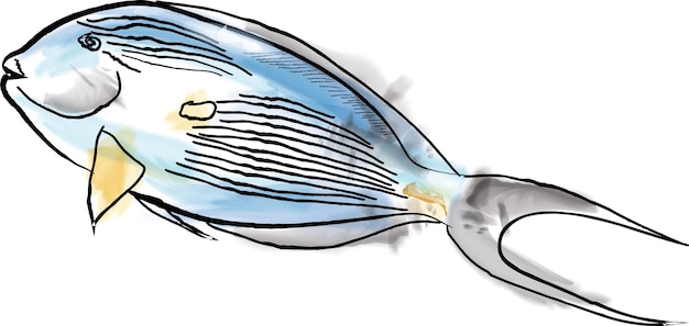 Рыба-хирург акварель векторные иллюстрации видов Красного моря ручной работы