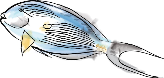 외과 의사 물고기 수채화 벡터 홍해 종 삽화 수제