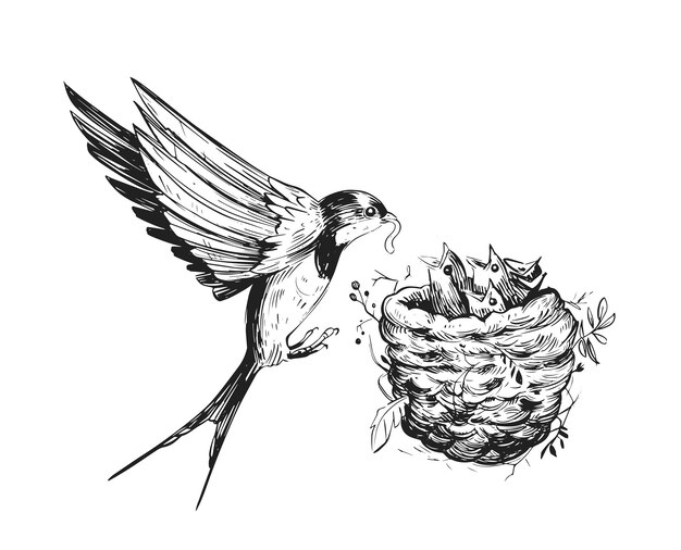 Swallow feeds the chicks in the nest. hand drawn illustration isolated on white