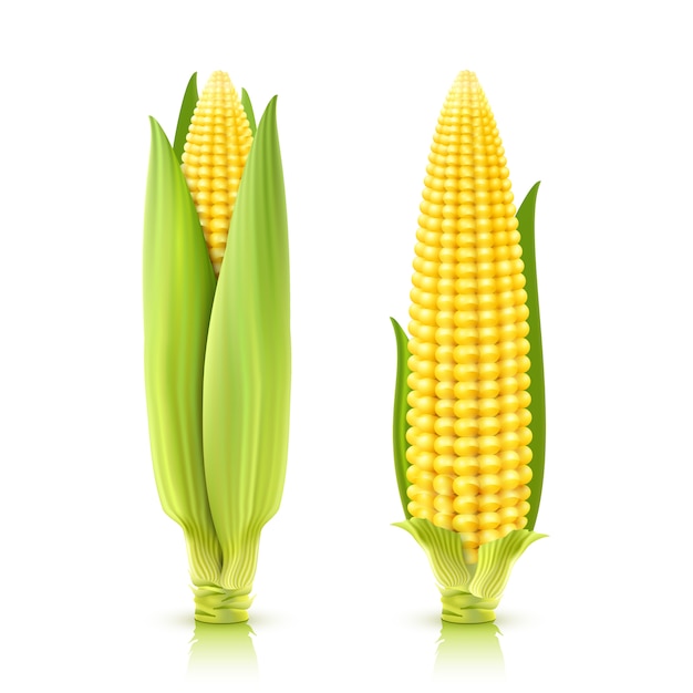 Free vector sweet corn set