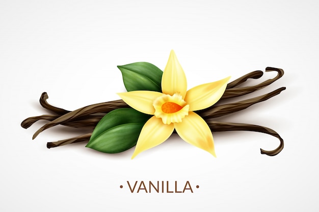 Sweet scented fresh vanilla flower with dried seed pods realistic composition of distinctive culinary flavoring