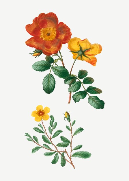Sweetbriar rose bush