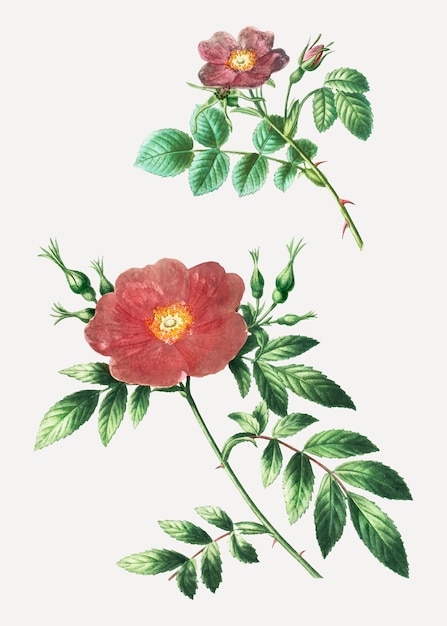 Free vector sweetbriar rose and virginia rose plant