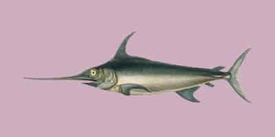 Free vector swordfish (xiphias gladius) illustrated by charles dessalines d'orbigny (1806-1876).