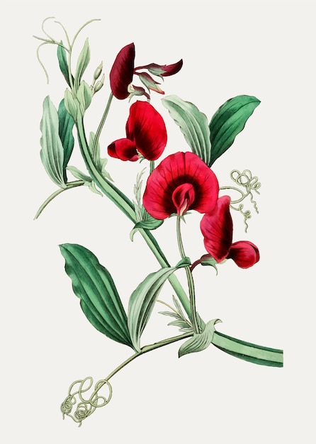 Tangier pea