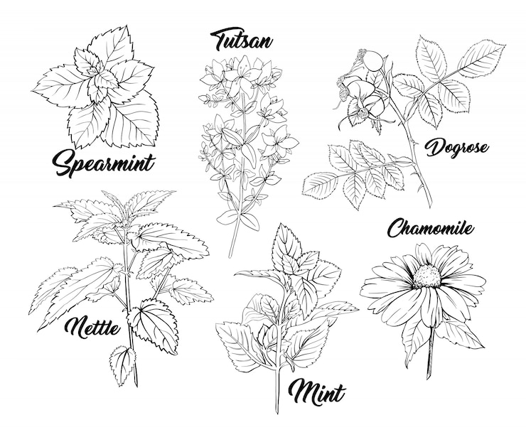 Free Vector tea herbs monochrome engraving set.