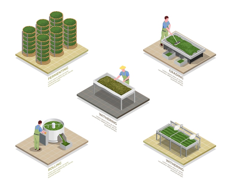 Free Vector tea industry production process illustration