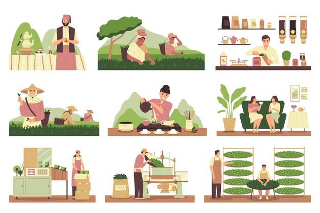 Набор плоских иконок для производства чая с сортировкой урожая и процессом пивоварения, изолированные векторные иллюстрации
