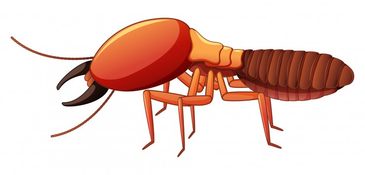 Free Vector termite on white