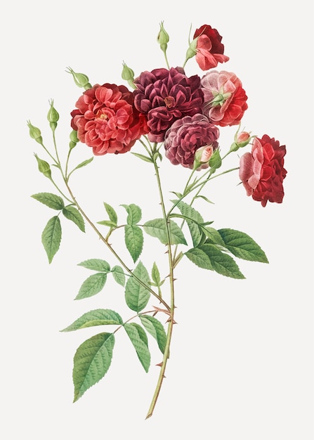 Ternaux rose in bloom