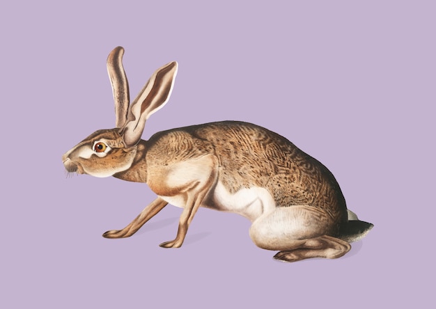 Бесплатное векторное изображение Иллюстрацией техасского зайца