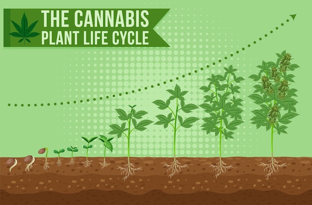 Бесплатное векторное изображение Жизненный цикл растения конопли