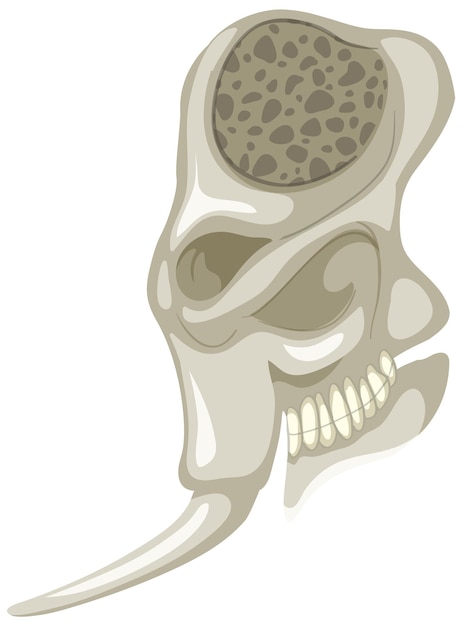 무료 벡터 흰색 배경에 코끼리 해골