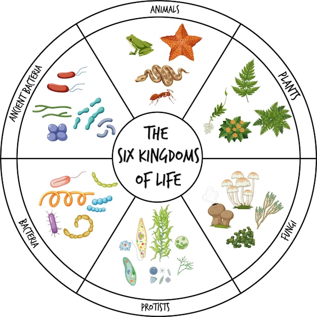 Бесплатное векторное изображение Шесть царств жизни