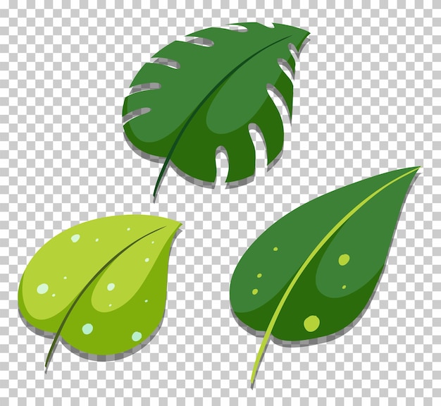 Three different leaves in flat style