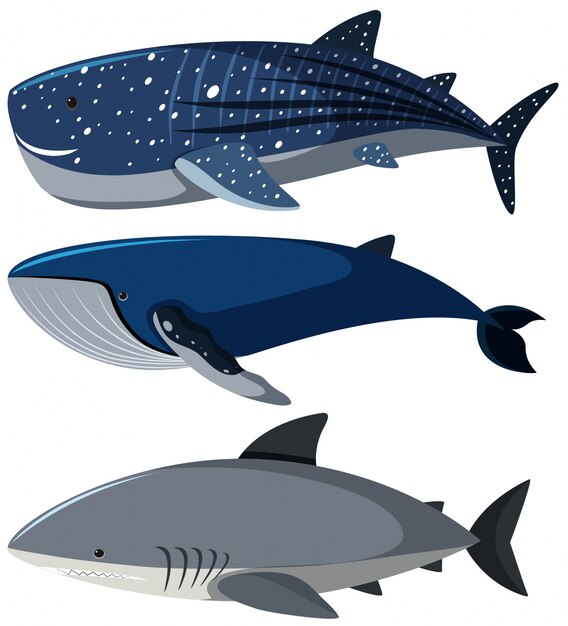 Download Whale Vector Vectors, Photos and PSD files | Free Download