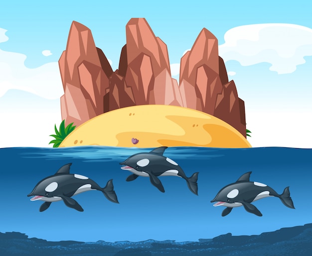 Free vector three dolphines swimming underwater