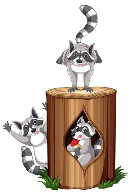 Three raccoons playing by the log