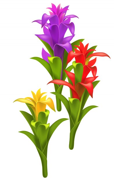 Three realistic red, purple and yellow guzmania flowers.