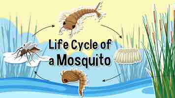 Free vector thumbnail design with life cycle of a mosquito