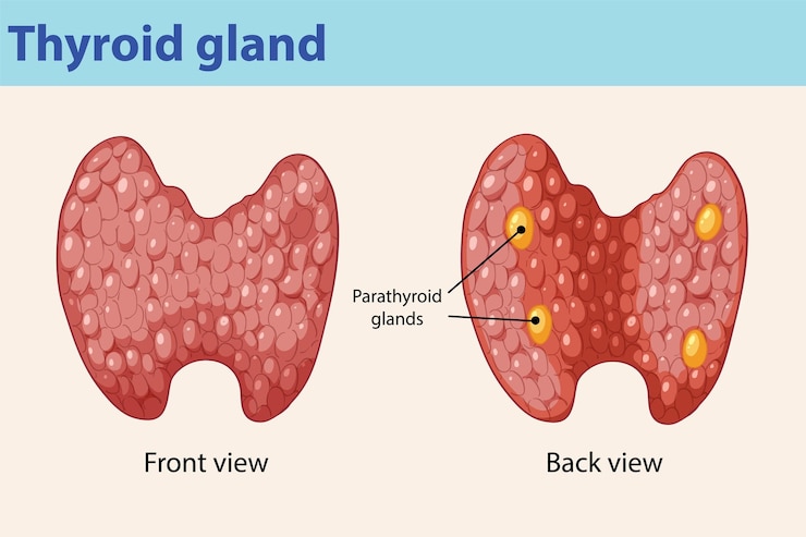Free Vector thyroid and parathyroid glands illustration