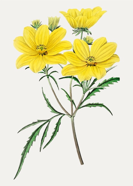 Tickseed flower