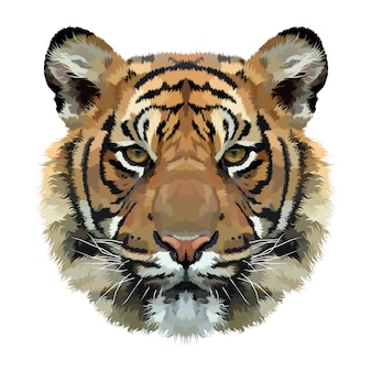 Tiger head isolated on white background