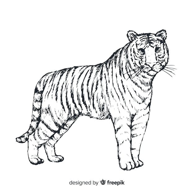 Free vector tiger