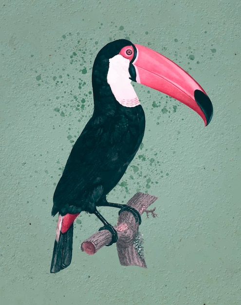 Free vector toco toucan vintage illustration