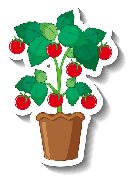 Free vector tomato tree in a pot in cartoon style