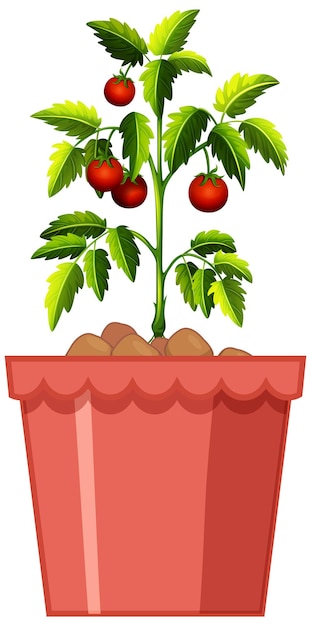 Pianta di pomodori in vaso rosso isolato su sfondo bianco