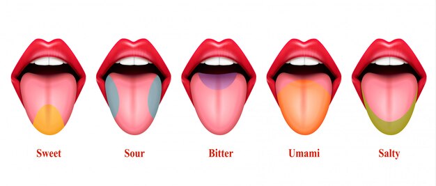 Tongue taste areas realistic Illustration with five basic sections of gustation exactly sweet salty sour bitter and umami