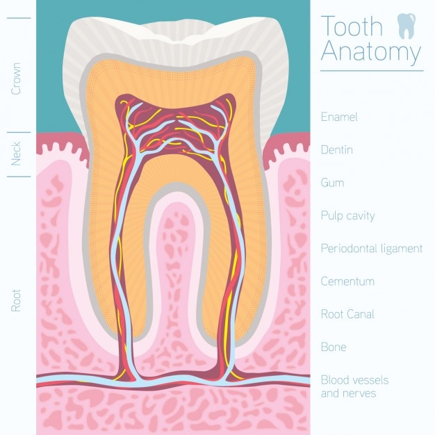 Disegno anatomia del dente