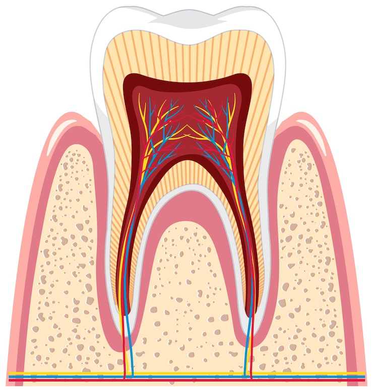 무료 Vector 흰색 배경에 잇몸에 치아 해부학