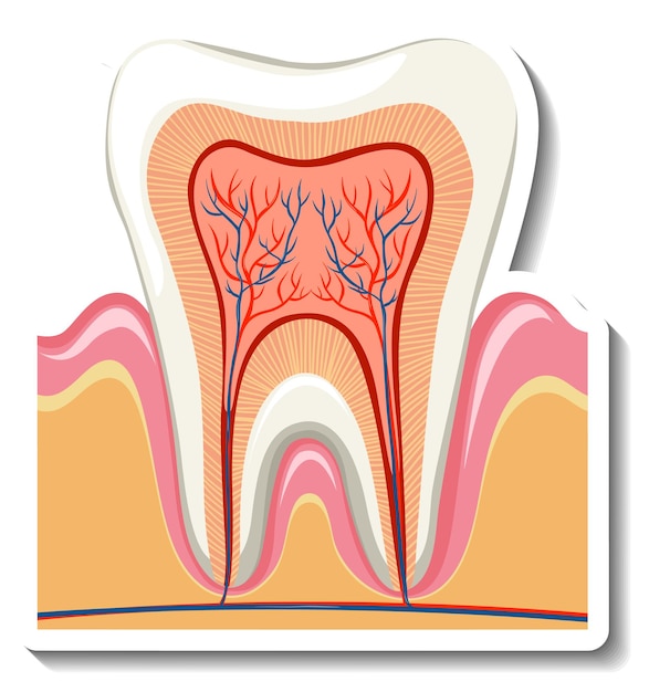 Корень зуба и нерв на белом фоне