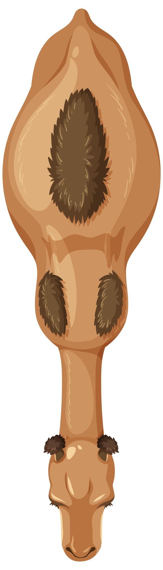 Free Vector top view of a camel illustration