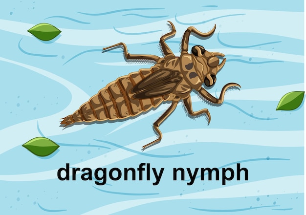 Top view of dragonfly nymph on the water