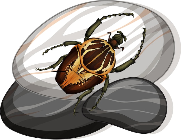 Free vector top view of goliath beetle on a stone on white