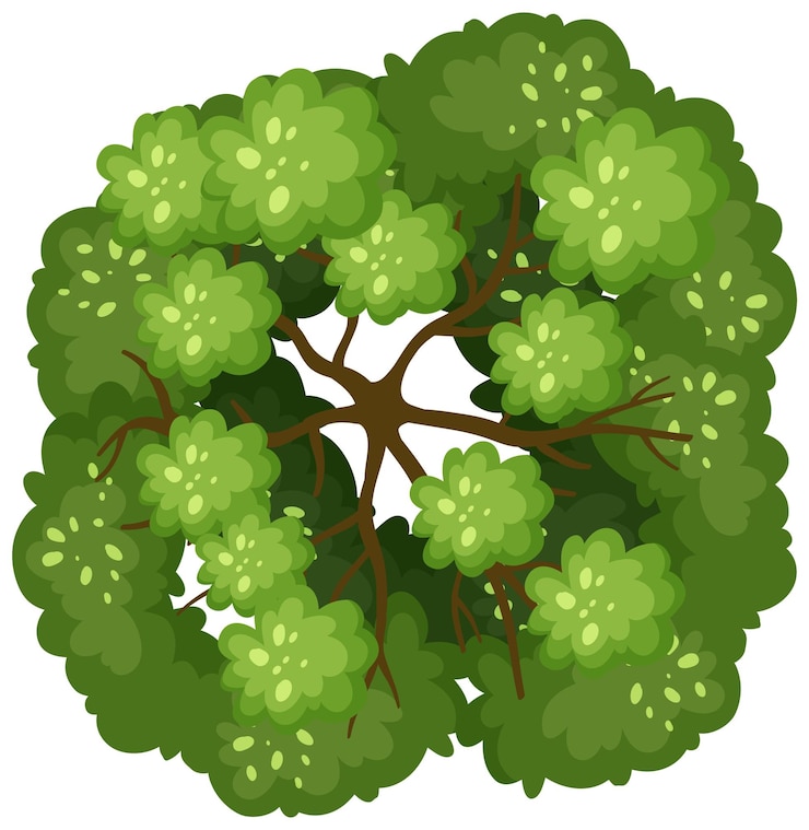 Free Vector top view of a tree isolated on white