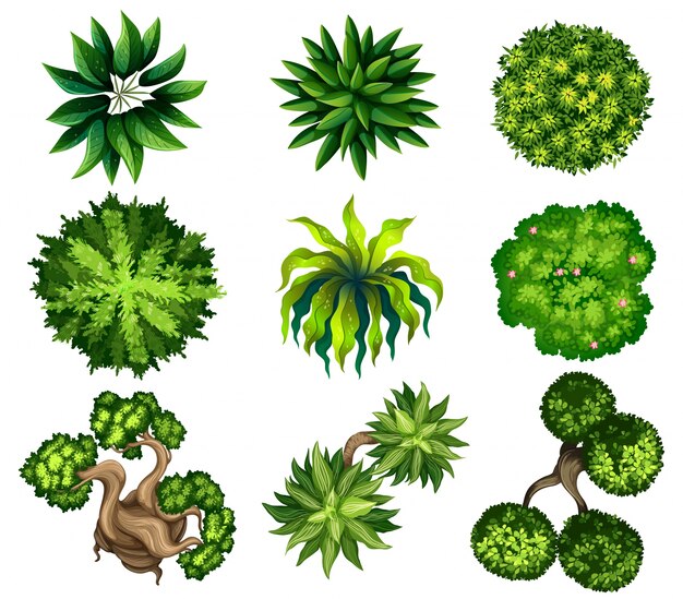 Topview of the different plants