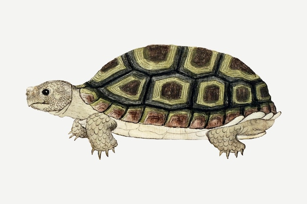 Tortoise vector antique watercolor animal illustration, remixed from the artworks by Robert Jacob Gordon