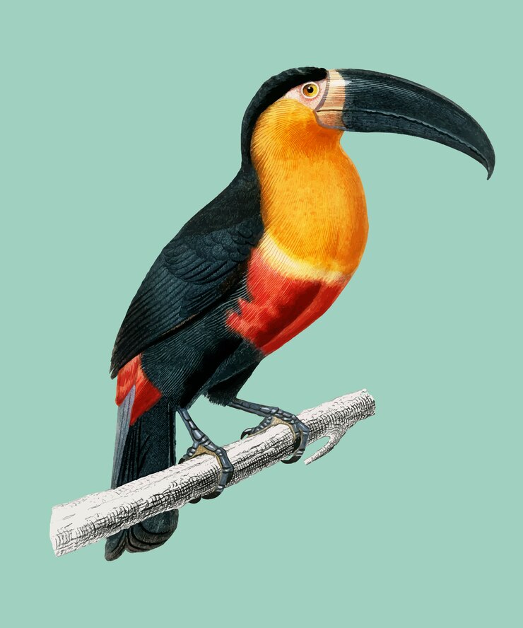 Free Vector toucan (ramphastos) illustrated by charles dessalines d'orbigny (1806-1876).