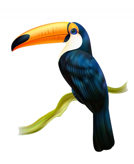 Free vector toucan sitting on twig realistic image