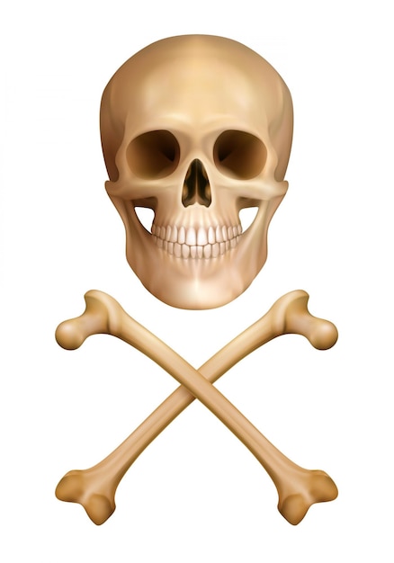 Skull and bones Royalty Free Vector Image - VectorStock