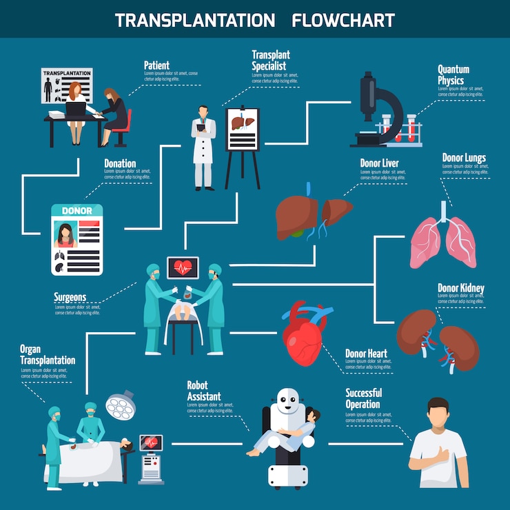 Free Vector transplantation flowchart layout 
