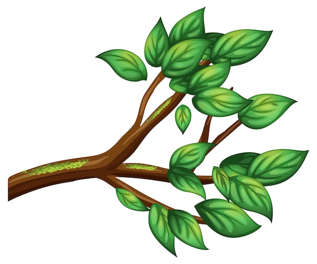 Бесплатное векторное изображение Ветка дерева на белом фоне