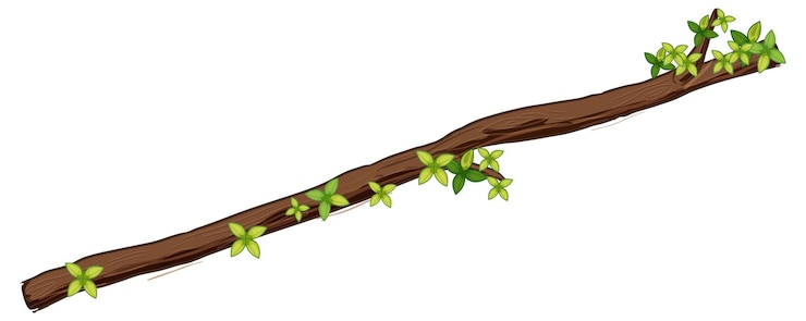 Free Vector tree branch isolated on white background