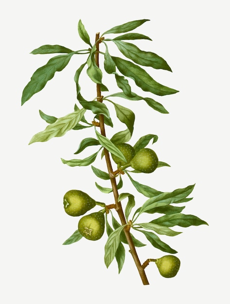 Olividae